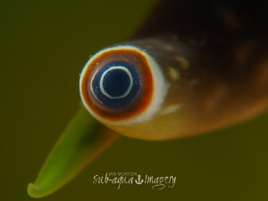 Eye of the Conch by Jan Morton 